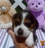beagle puppy posted by Grannys Treasures